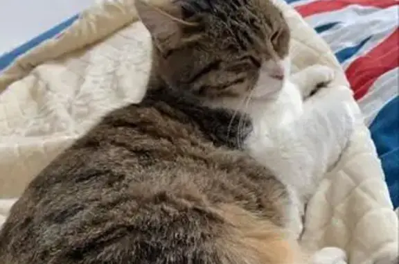 Chat perdu, , photo: Chat perdu : Princesse enfuie sur autoroute