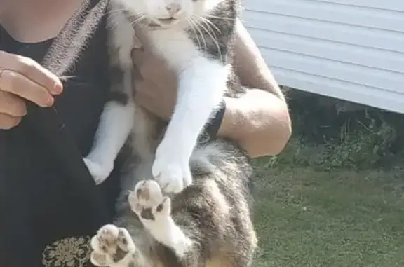 Animaux trouvés Bourgogne-Franche-Comté, photo: Chat tigré blanc trouvé camping Charny-Orée
