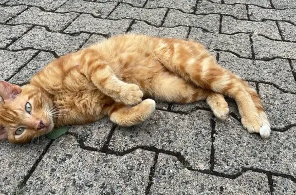 Chat roux trouvé, soigné, cherche foyer - photo