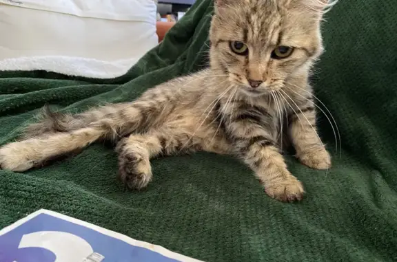 Chat trouvé Laon, photo: Chat affectueux trouvé enceinte à Laon