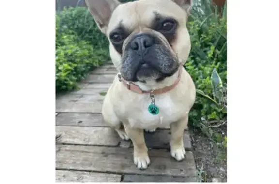 Missing Light Brown Male French Bulldog