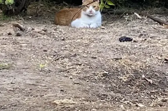 Gato grande blanco y naranja hallado en Móstoles