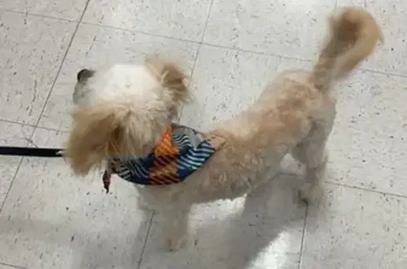 Missing Poodle in Spider-Man Shirt - Longmont