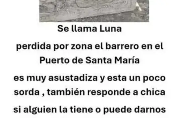 Perro Perdido en Calle Ánfora - Muy Asustadiza