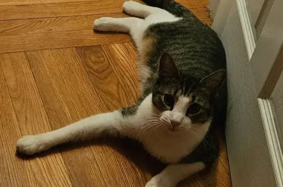 Missing Cat: White/Grey Male, Medford