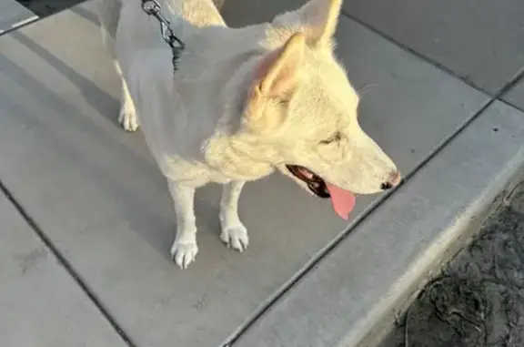 Sweet 2yr Old White Husky Found in Phoenix