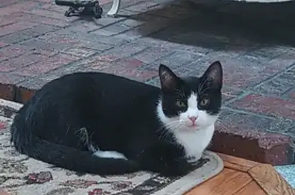 Missing Friendly Tuxedo Cat Named Goose