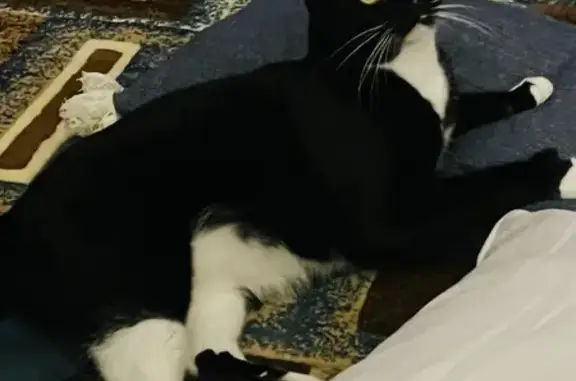 Missing Tuxedo Cat with Polydactyl Paws