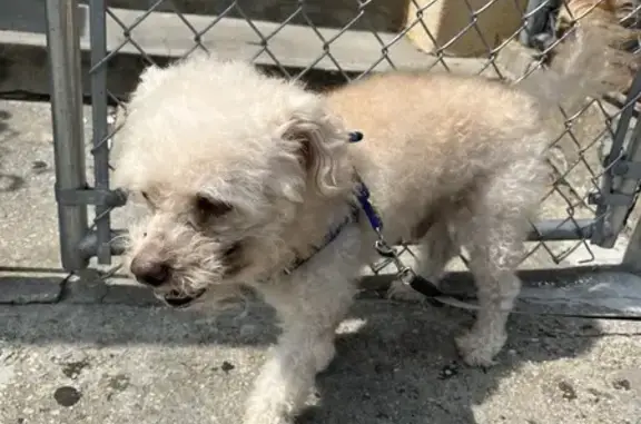 Found Friendly White Dog with Curly Hair