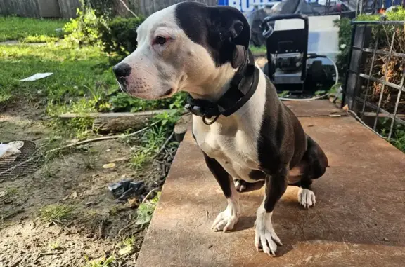 Lost Dog on Woodson Rd, Overland 2237