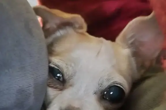 Lost Tan Chihuahua, Calm & Loving - Reward!