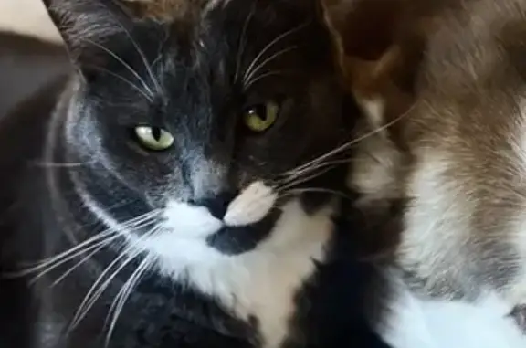 Missing Grey Cat with White Mustache - Tanner