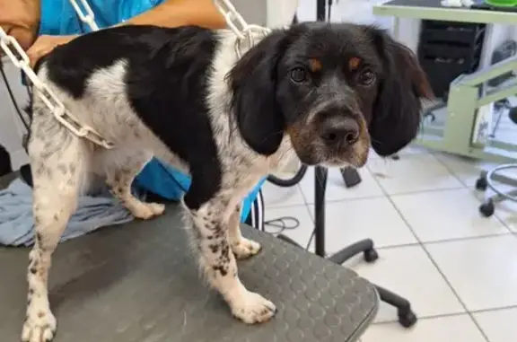 Chien perdu Rennes, photo : Epagneul breton femelle perdue à Rennes