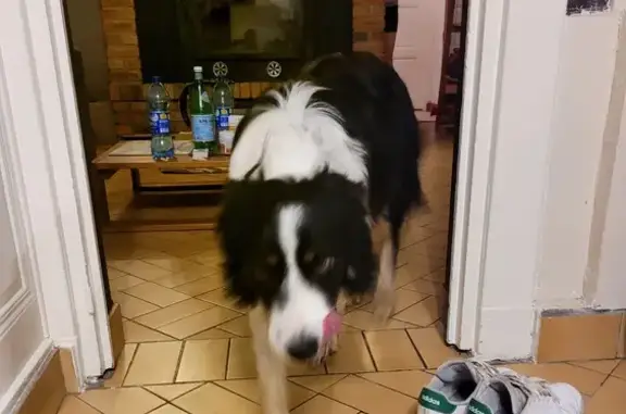 Chien trouvé cette nuit, Chemin d'Hermos - photo