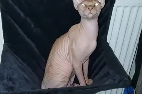 Animaux perdus Avallon, photo: Chat sphynx crème mâle perdu à Avallon