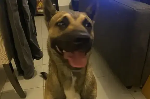 Chien Malinois mâle trouvé à Nantes - photo
