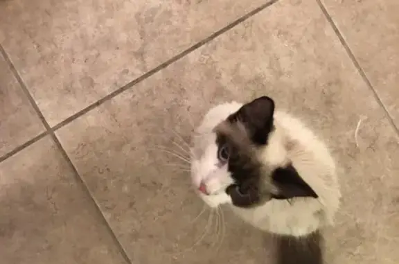 Urgent: Sweet Starving Cat Needs a Home