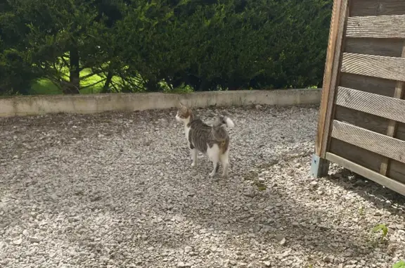 Animaux perdus , photo: Chat perdu à Brognard, originaire de Beutal
