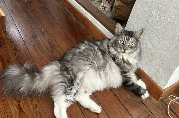 Chat perdu, Morlaàs, photo: Maine Coon blanc perdu à Morlaas