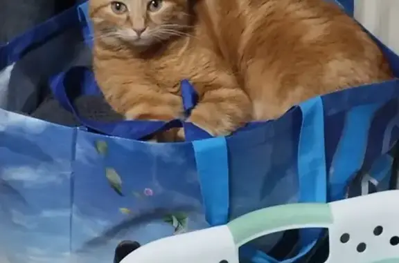 Chat perdu, Angoulême, photo: Chat roux disparu à Angoulême