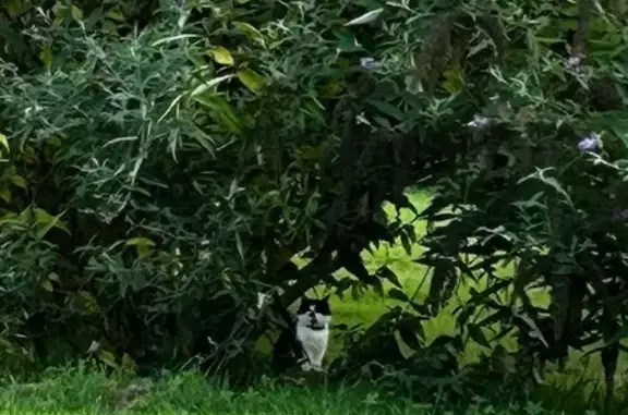 Chatte noire et blanche avec 3 chatons trouvés - photo