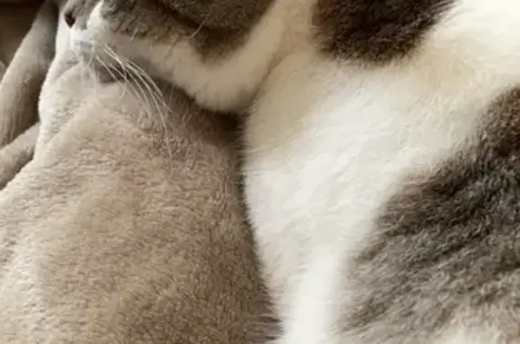 Animaux perdus Frossay, photo: Chat perdu depuis une semaine à Frossay