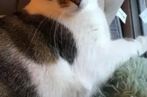 Chat perdu, Agen, photo: Chatte tigrée Dolly disparue à Agen
