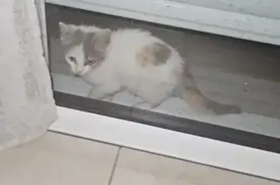Chaton craintif trouvé, miaule fort à Rieux - photo