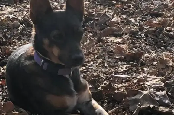 ¡Perro Perdido! Aitana en San Cristóbal, Villamarchante