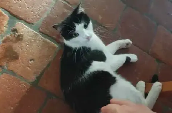 Chat perdu, , photo: Chatte noire et blanche disparue à Lagnieu
