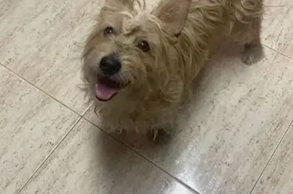 Perro Caramelo Encontrado en San Antón, Murcia