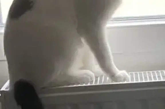 Chat perdu, Villeurbanne, photo: Chat européen blanc et noir perdu à Villeurbanne