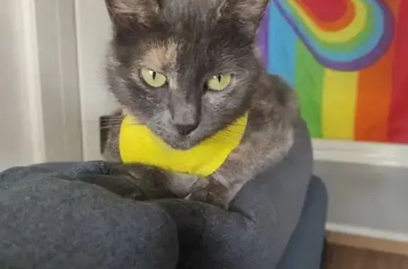 Chat perdu à Bernardswiller, aide recherchée - photo