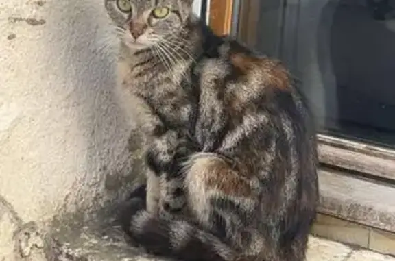 Jeune chatte tigrée trouvée à Bohain-en-Vermandois - photo