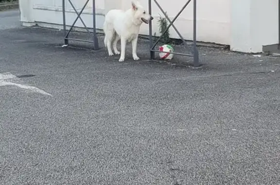 Berger blanc suisse aperçu au bd du Vigenal - photo