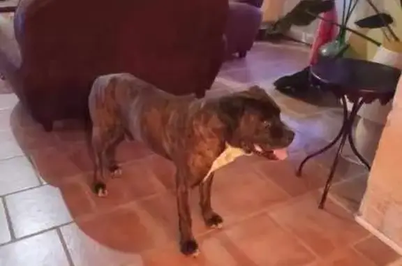 Chien perdu Marigny-Brizay, photo : Boxer mâle 12 ans perdu à Marigny