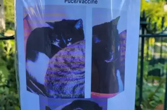 Chat noir et blanc perdu à Cesson - photo