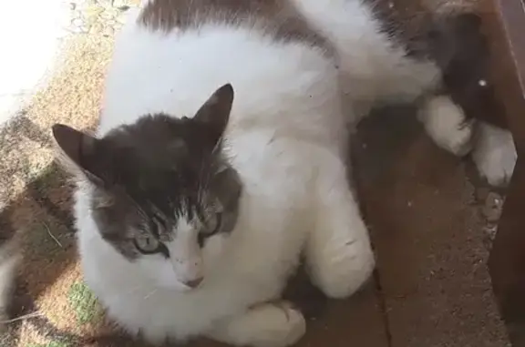 Chatte affectueuse trouvée, Les Angles-sur-Corrèze - photo