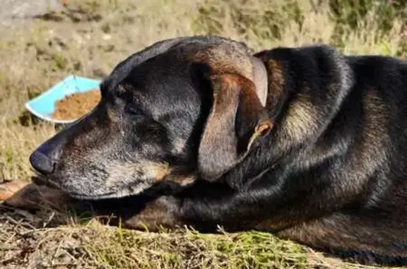 Chien blessé trouvé Route de Prad Velin - photo