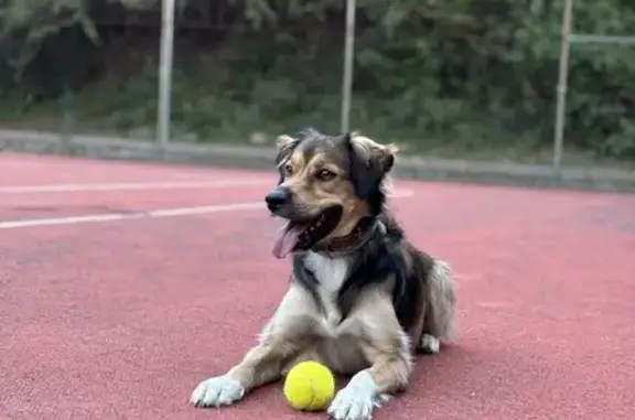 Perro Perdido en la Molina: Macho Castaño Chip