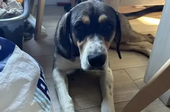 Chienne tatouée/pucée marron-blanc-roux trouvée - photo