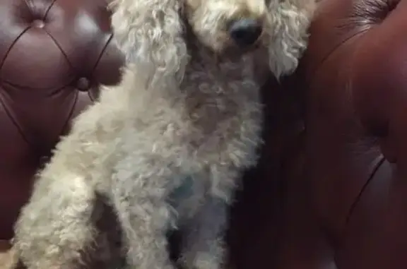 Found Elderly Poodle in Pustosh', Needs Help