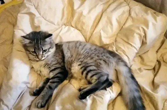 Petite chatte câline trouvée à Flers - photo