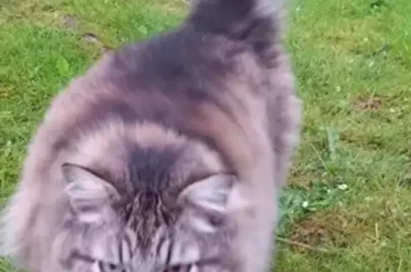 Animaux perdus Mouroux, photo: Chat disparu Garçon, Mouroux (fl523055)