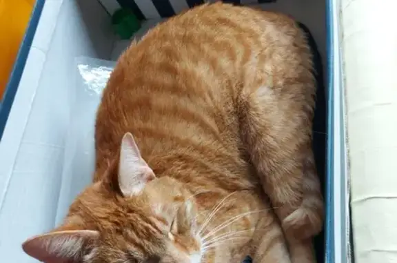 Chat perdu, Le Mans, photo: Chat disparu Garçon, Le Mans (fl523056)