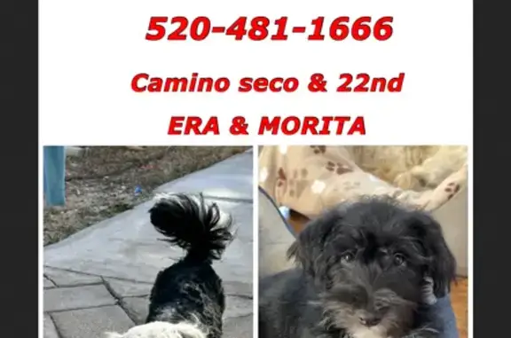 Lost Dogs: Morita & Era, Last Seen East 22nd