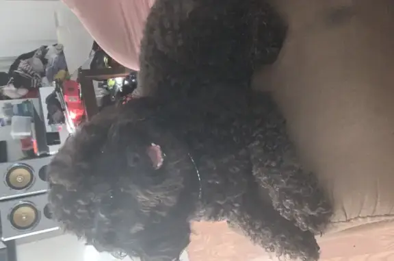 Found Tiny Black Poodle Mix on West Commerce