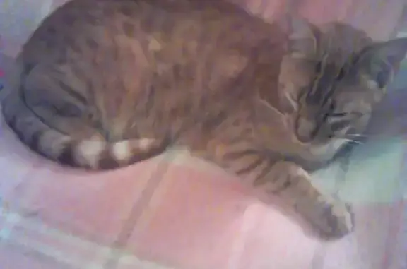 Animaux trouvés Nancy, photo: Chat roux trouvé à Nancy, très affectueux