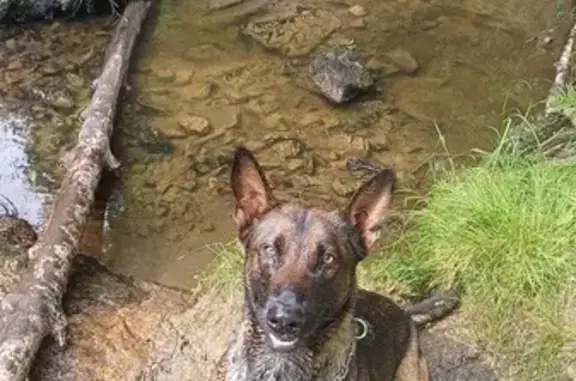 Chien perdu Cancale, photo : Chien disparu Fille, Cancale (fl523061)