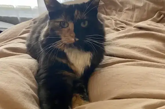 Missing Calico Cat, No Tail - Cone Flower Ct NW